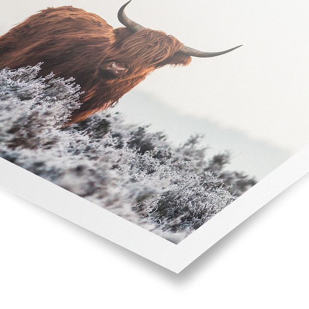 Billeder Bison In The Highlands