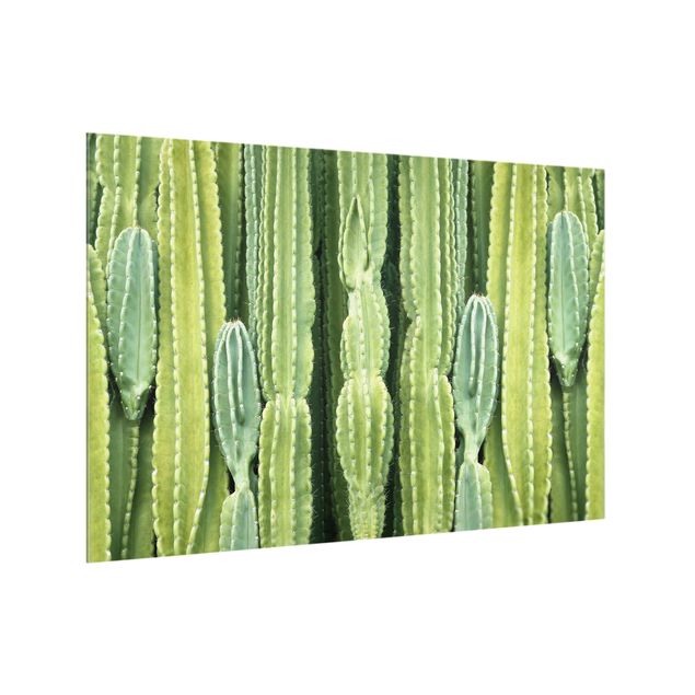 Stænkplader glas Cactus Wall