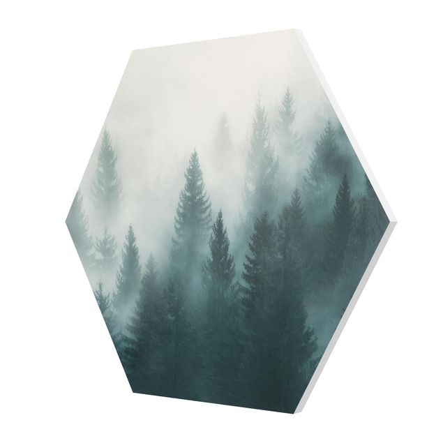 Forex Coniferous Forest In Fog