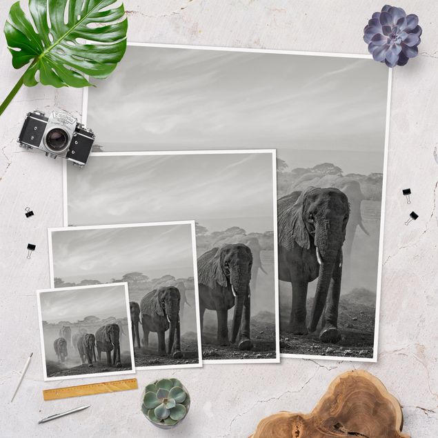 Billeder sort og hvid Herd Of Elephants