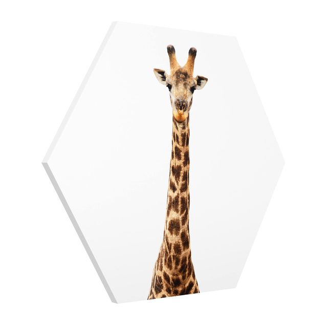 Billeder dyr Giraffe head