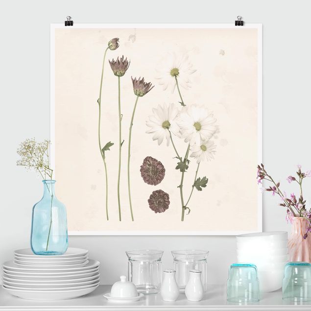 Plakater blomster Herbarium In Pink IV
