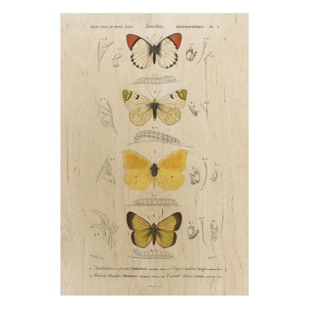 Prints på træ vintage Vintage Board Butterflies II