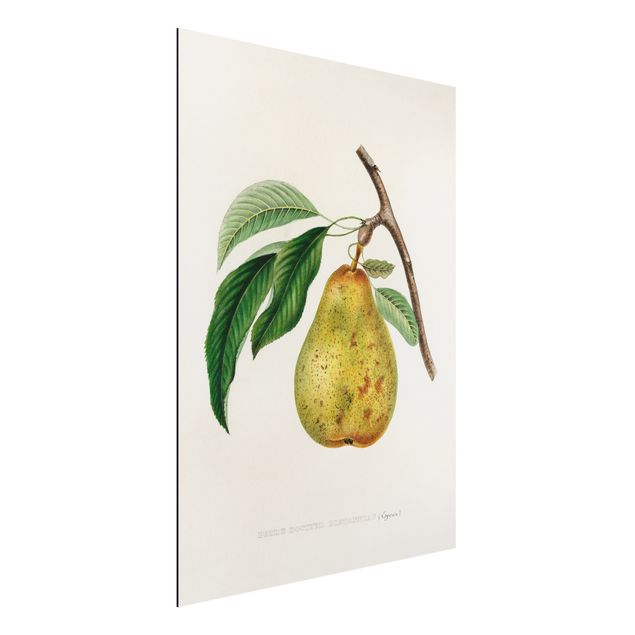 køkken dekorationer Botany Vintage Illustration Yellow Pear