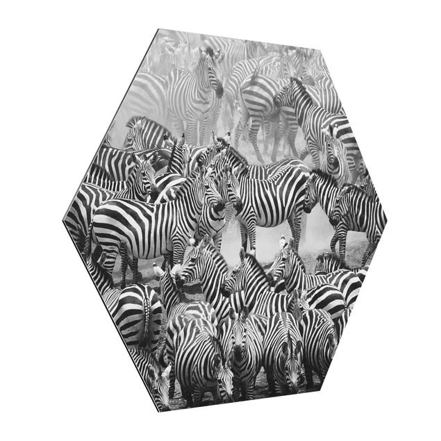 Billeder moderne Zebra herd II