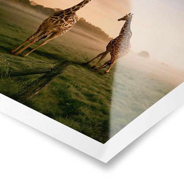 Plakater landskaber Surreal Giraffes