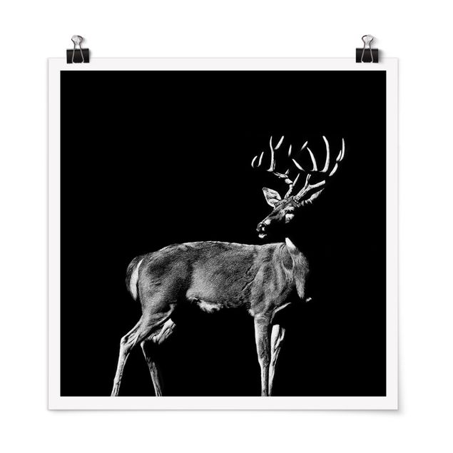 Plakater sort og hvid Deer In The Dark