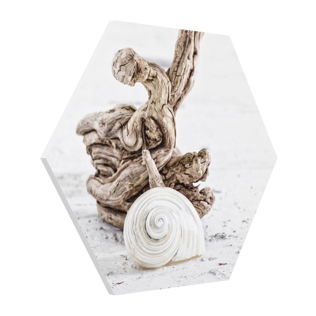 Billeder hav White Snail Shell And Burl