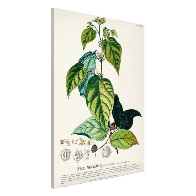 køkken dekorationer Vintage Botanical Illustration Cocoa