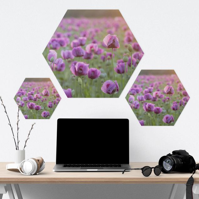 Sekskantede billeder Purple Poppy Flower Meadow In Spring