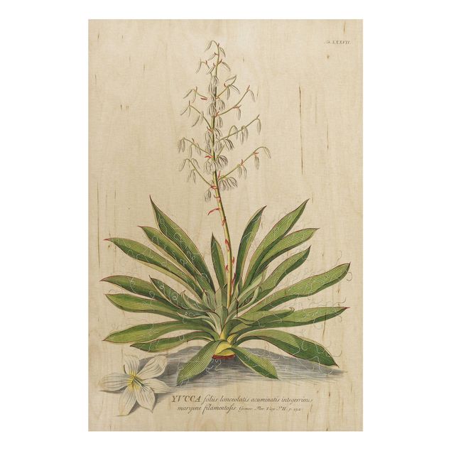 Prints på træ blomster Vintage Botanical Illustration Yucca