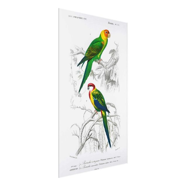Billeder blomster Vintage Wall Chart Two Parrots Green Red
