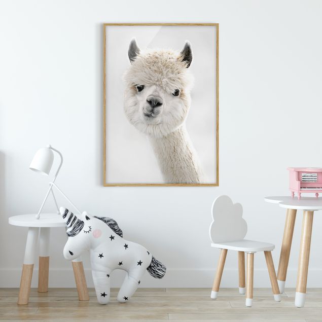 Indrammede plakater dyr Alpaca Portrait
