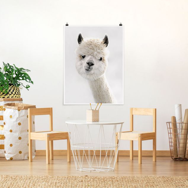 Plakater dyr Alpaca Portrait