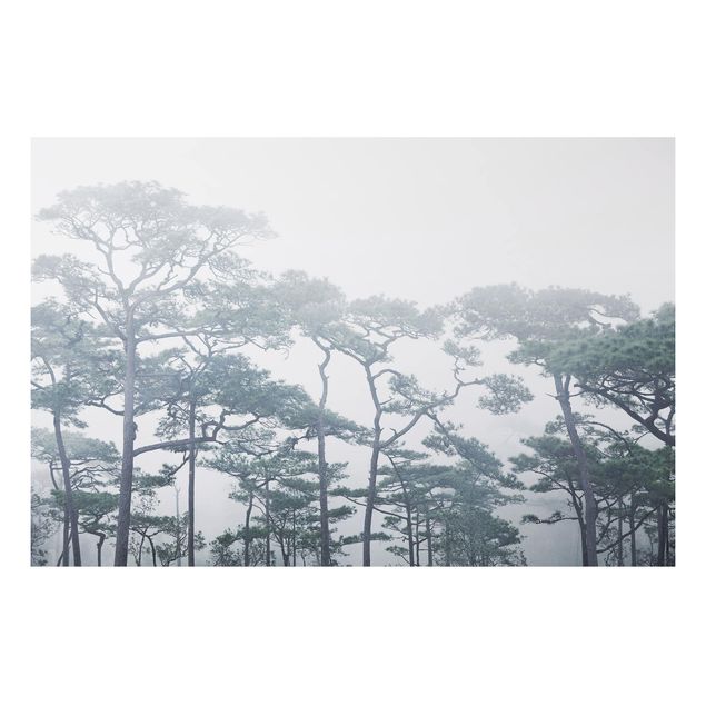 Billeder træer Treetops In Fog