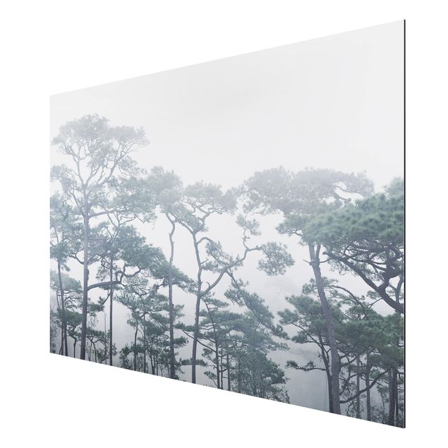 Billeder landskaber Treetops In Fog