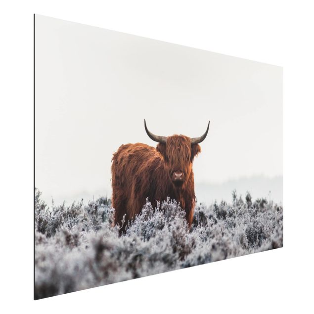 Billeder moderne Bison In The Highlands
