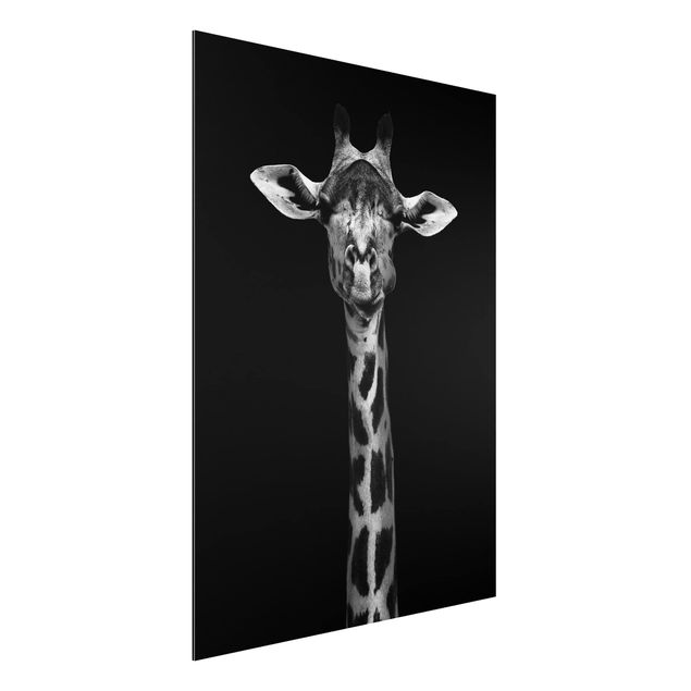 Billeder giraffer Dark Giraffe Portrait