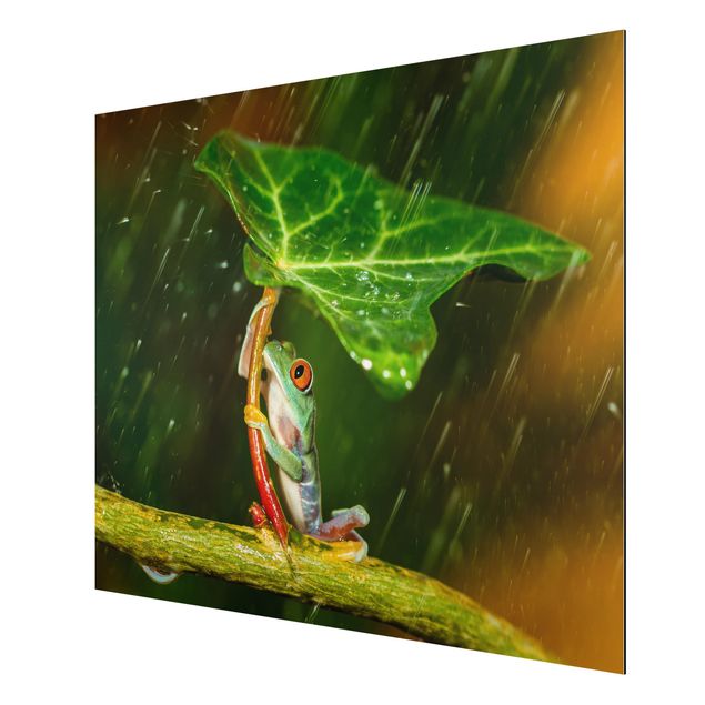 Billeder blomster Frog In The Rain