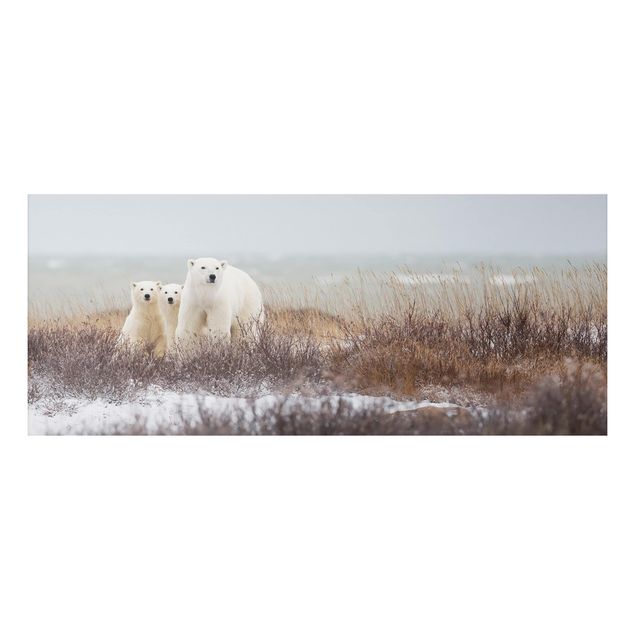 Billeder bjørne Polar Bear And Her Cubs
