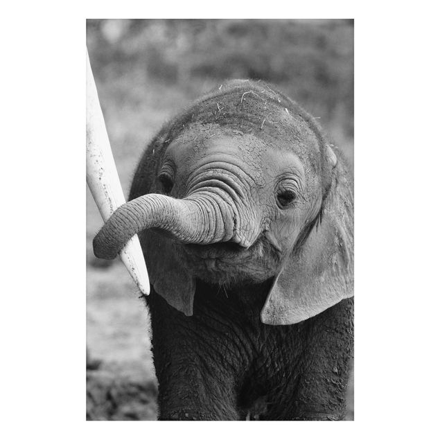 Billeder elefanter Baby Elephant