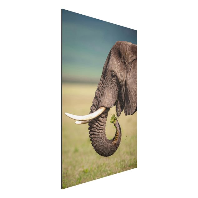 Billeder elefanter Feeding Elephants In Africa