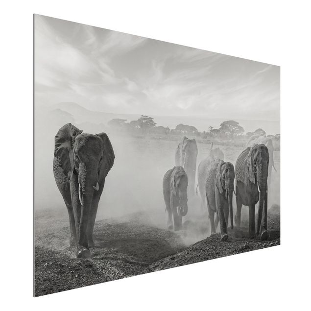 Billeder elefanter Herd Of Elephants