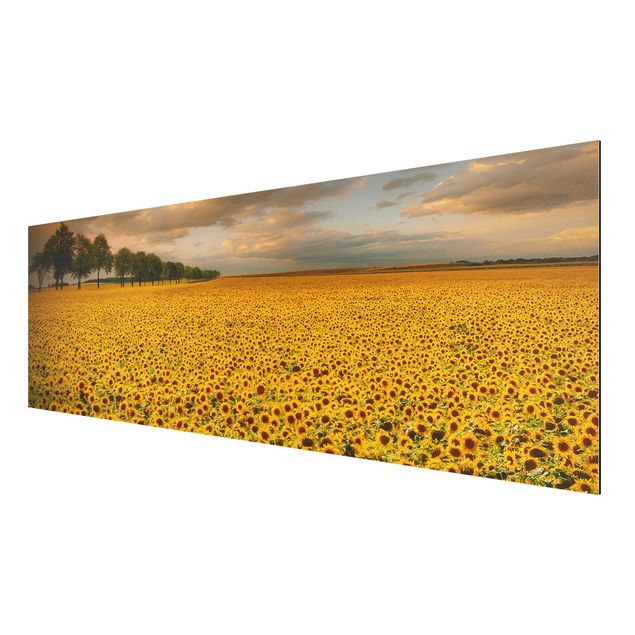 Billeder landskaber Field With Sunflowers