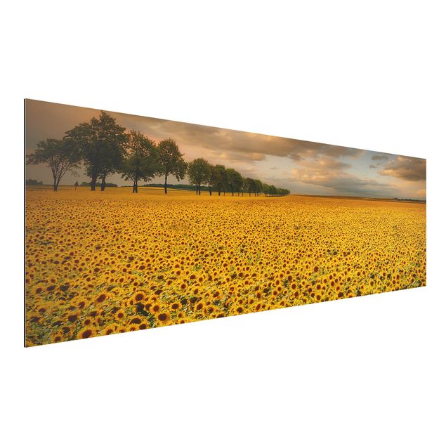 Billeder solsikker Field With Sunflowers