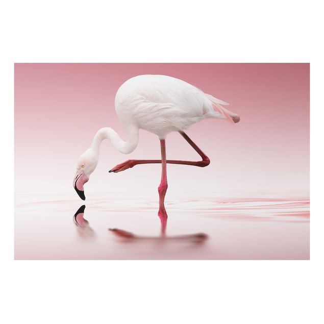 Billeder fjedre Flamingo Dance