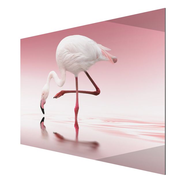 Billeder Afrika Flamingo Dance