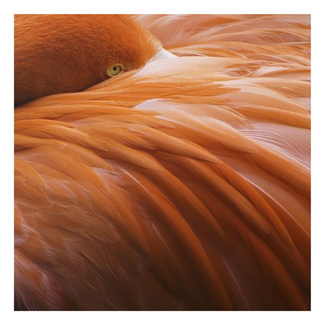 Billeder fjedre Flamingo Feathers