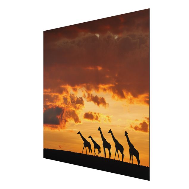 Billeder landskaber Five Giraffes
