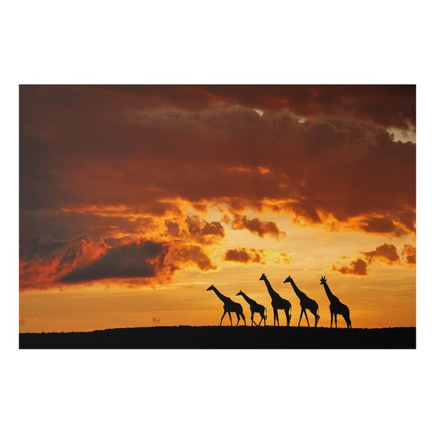 Billeder giraffer Five Giraffes