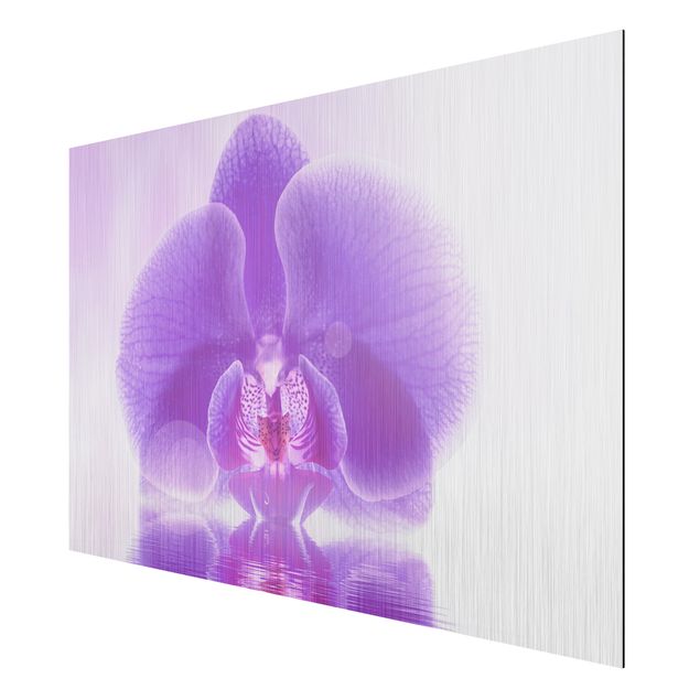 Billeder blomster Purple Orchid On Water