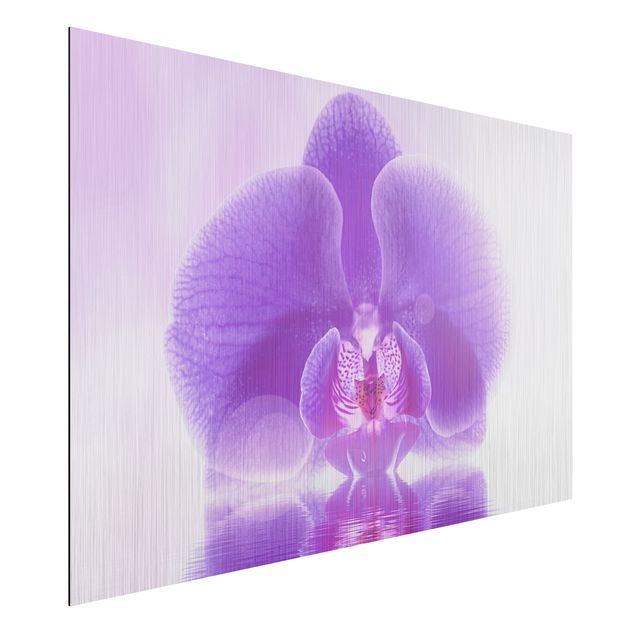 Billeder orkideer Purple Orchid On Water