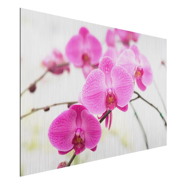 Billeder orkideer Close-Up Orchid