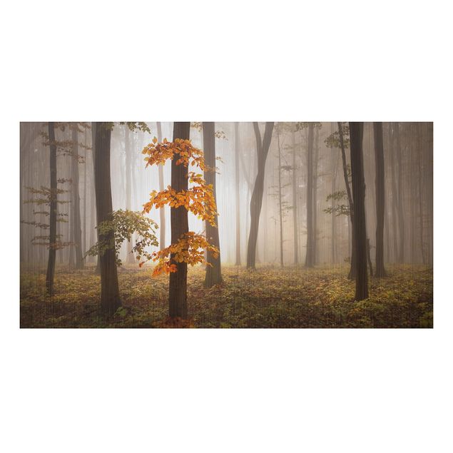 Billeder træer November Forest