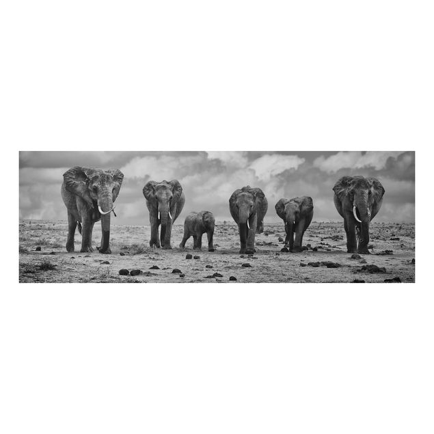 Billeder elefanter Large Familiy