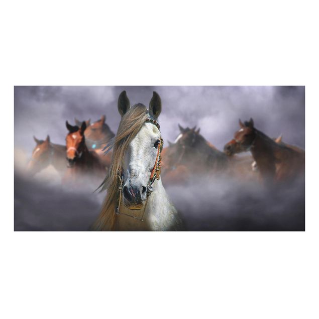 Billeder heste Horses in the Dust