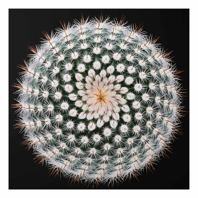 Billeder blomster Cactus Flower