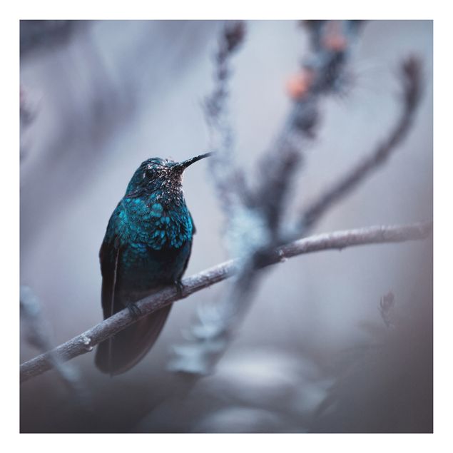 Billeder fjedre Hummingbird In Winter