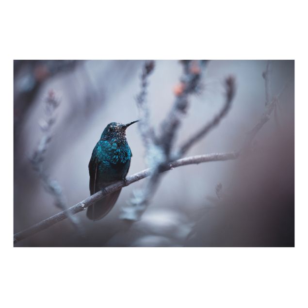 Billeder fjedre Hummingbird In Winter