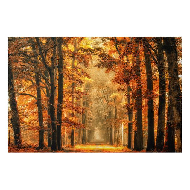 Billeder træer Enchanted Forest In Autumn