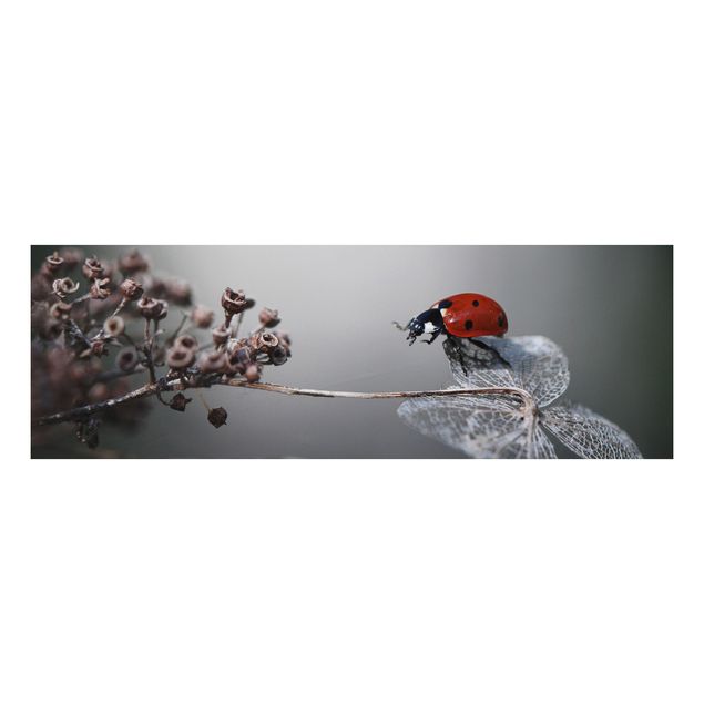 Billeder blomster Ladybird On Hydrangea