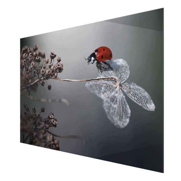Billeder blomster Ladybird On Hydrangea