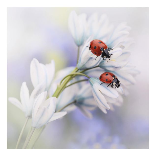Billeder blomster Ladybird Couple
