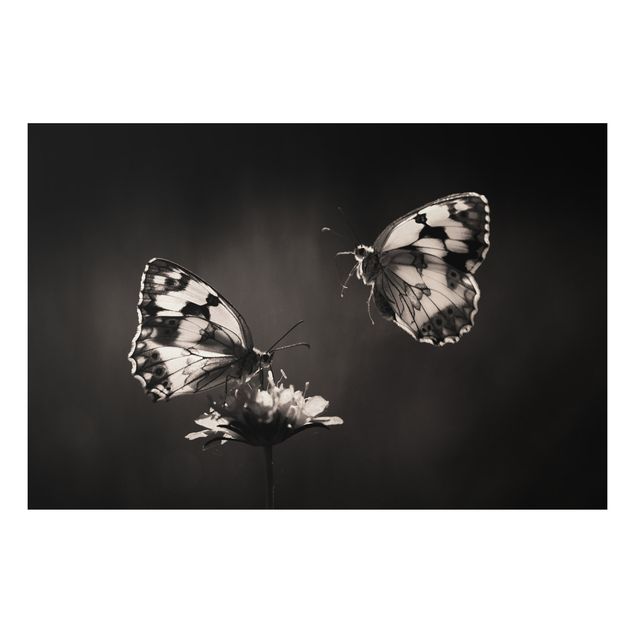 Billeder sommerfugle Medioluto Norte