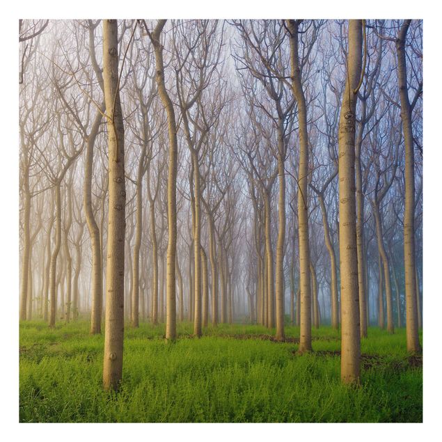Billeder træer Morning In The Forest