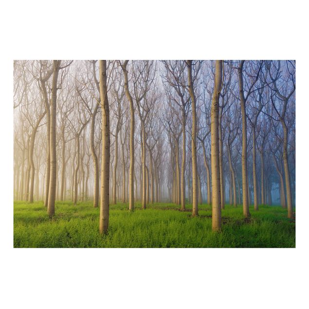 Billeder træer Morning In The Forest